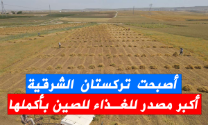 أصبحت تركستان الشرقية أكبر مصدر للغذاء للصين بأكملها