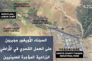 السجناء الأويغور مجبرون على العمل القسري في الأراضي الزراعية المؤجرة للصينيين