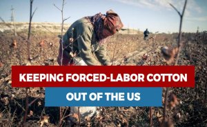 Keeping forced-labor cotton out of the US is proving nearly impossible