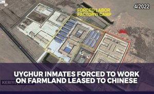 Uyghur inmates forced to work on farmland leased to Chinese