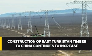 Construction of East Turkistan timber to China continues to increase