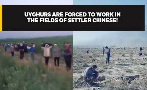 Uyghurs are forced to work in the fields of Settler Chinese!