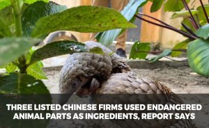 Three listed Chinese firms used endangered animal parts as ingredients, report says