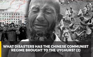 What disasters has the Chinese communist regime brought to the Uyghurs? (2)