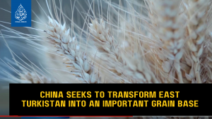 China seeks to transform East Turkistan into an important grain base