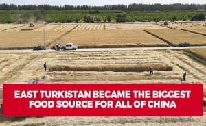 East Turkistan became the biggest food source for all of China