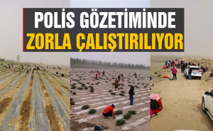 Polis gözetiminde zorla çalıştırılıyor