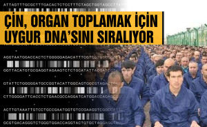 Çin, organ toplamak için Uygur DNA’sını sıralıyor