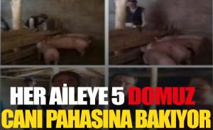 HER TÜRKÜN ÜZERİNE 5’ŞER DOMUZ ZİMMETLENDİ