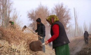 UYGUR TÜRKLERİ YAŞLI GENÇ, KADIN ERKEK DEMEDEN ZORLA ÇALIŞTIRILIYOR